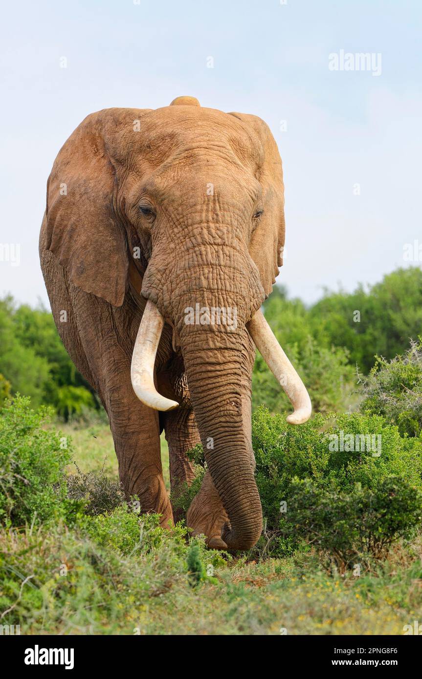 Elefante africano (Loxodonta africana), maschio adulto con zanne lunghe e collare radio foraging, Addo Elephant National Park, Eastern Cape, South Afr Foto Stock