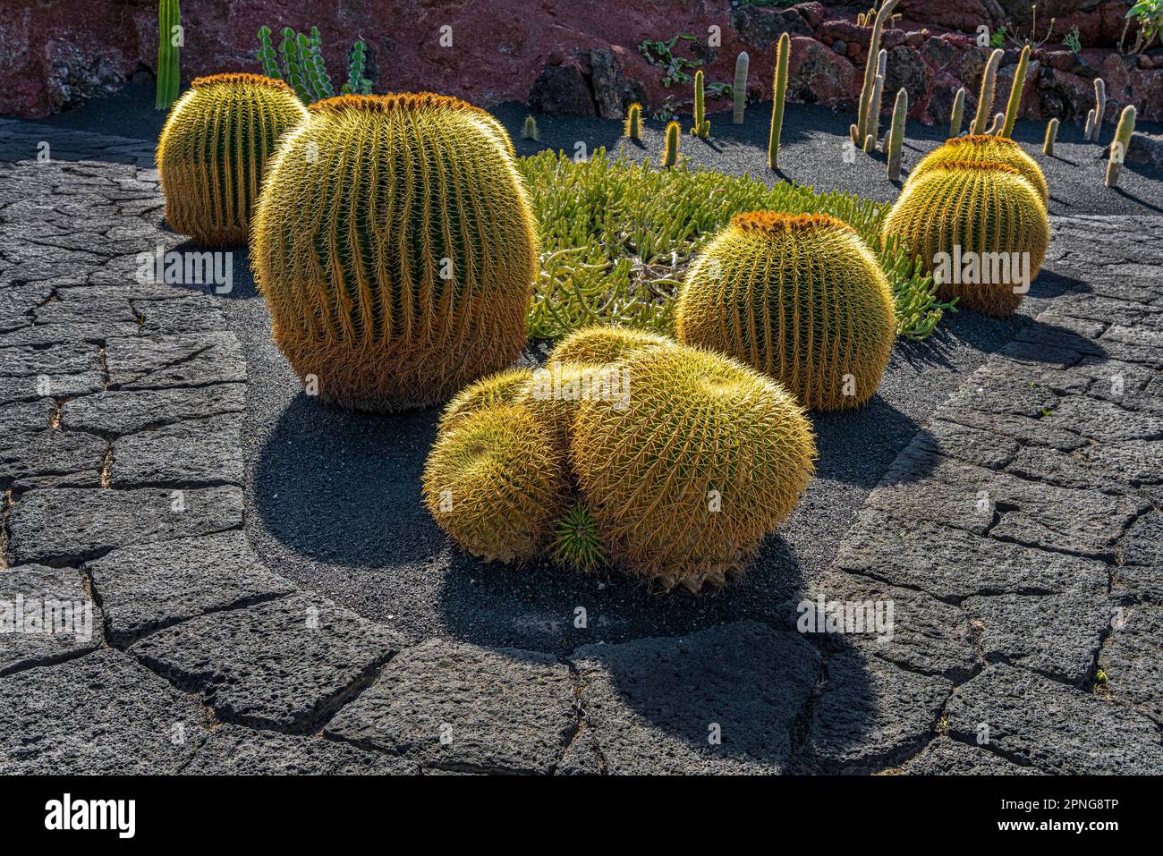 Golden ball cactus, Echinocactus platyacanthus, Jardin de Cactus, Cesar Manrique, Lanazrote, Isole Canarie, Spagna Foto Stock