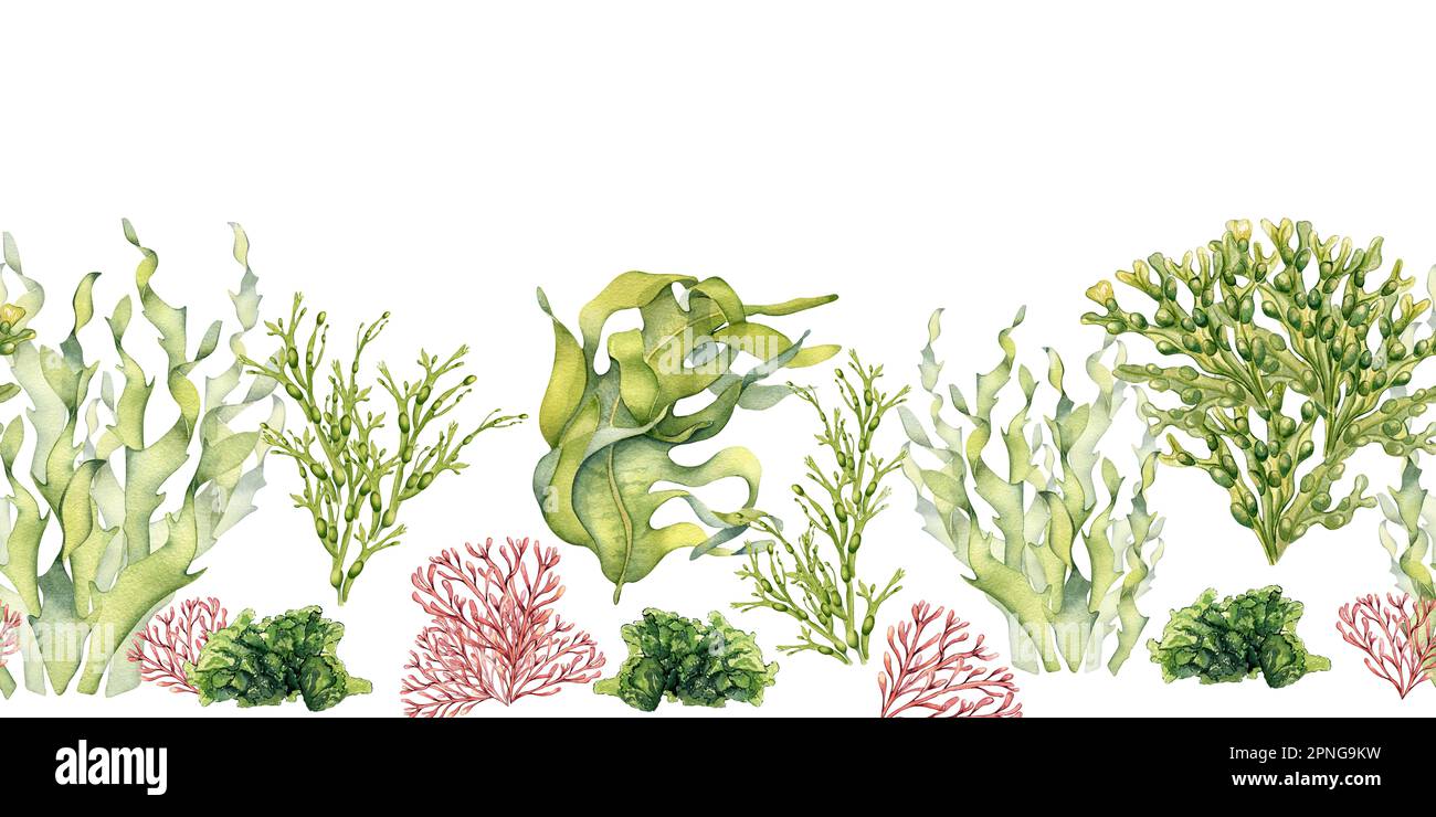 Tavola senza cuciture di piante di mare verde acquerello illustrazione isolata su bianco. Laminaria, insalata di mare, ulva, dulse disegnata a mano. Elemento di design per confezione Foto Stock