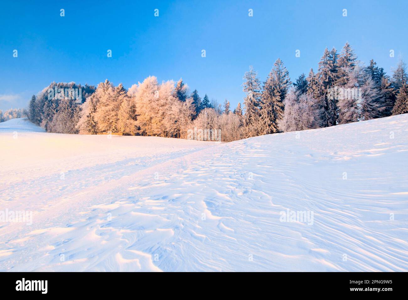 Mattinata ghiacciata all'alba con vista sulla neve soffiata dal vento sugli alberi ricoperti di brina ai margini della foresta sullo sfondo, Zuercher Oberland Foto Stock