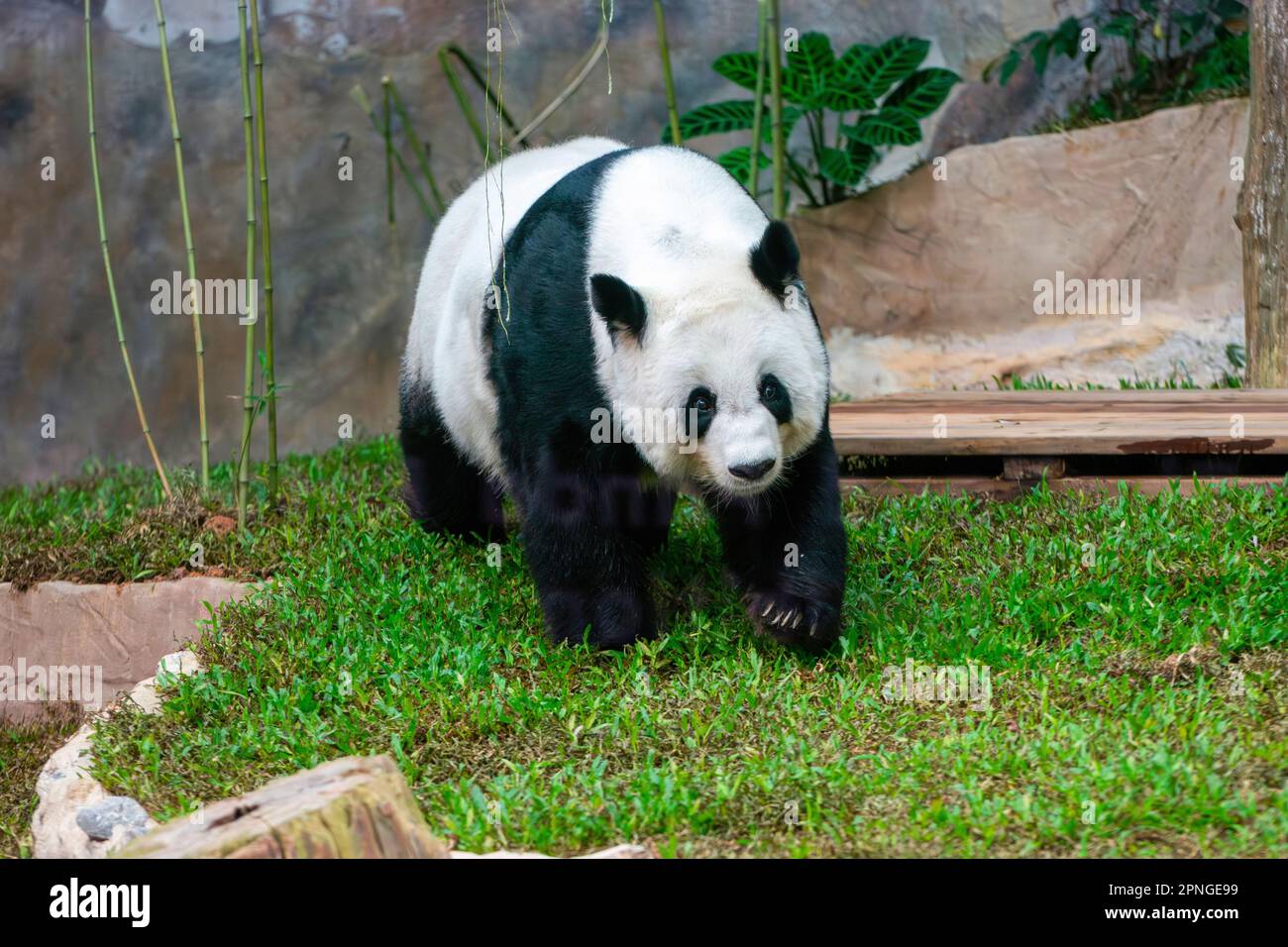 Chiang mai, Thailandia. 16th Jan, 2023. Il panda cinese Lin Hui cammina in una sala climatizzata e in un'area ricreativa simile a una foresta allo Zoo di Chiang mai. (Credit Image: © Pongmanat Tasiri/SOPA Images via ZUMA Press Wire) SOLO PER USO EDITORIALE! Non per USO commerciale! Foto Stock