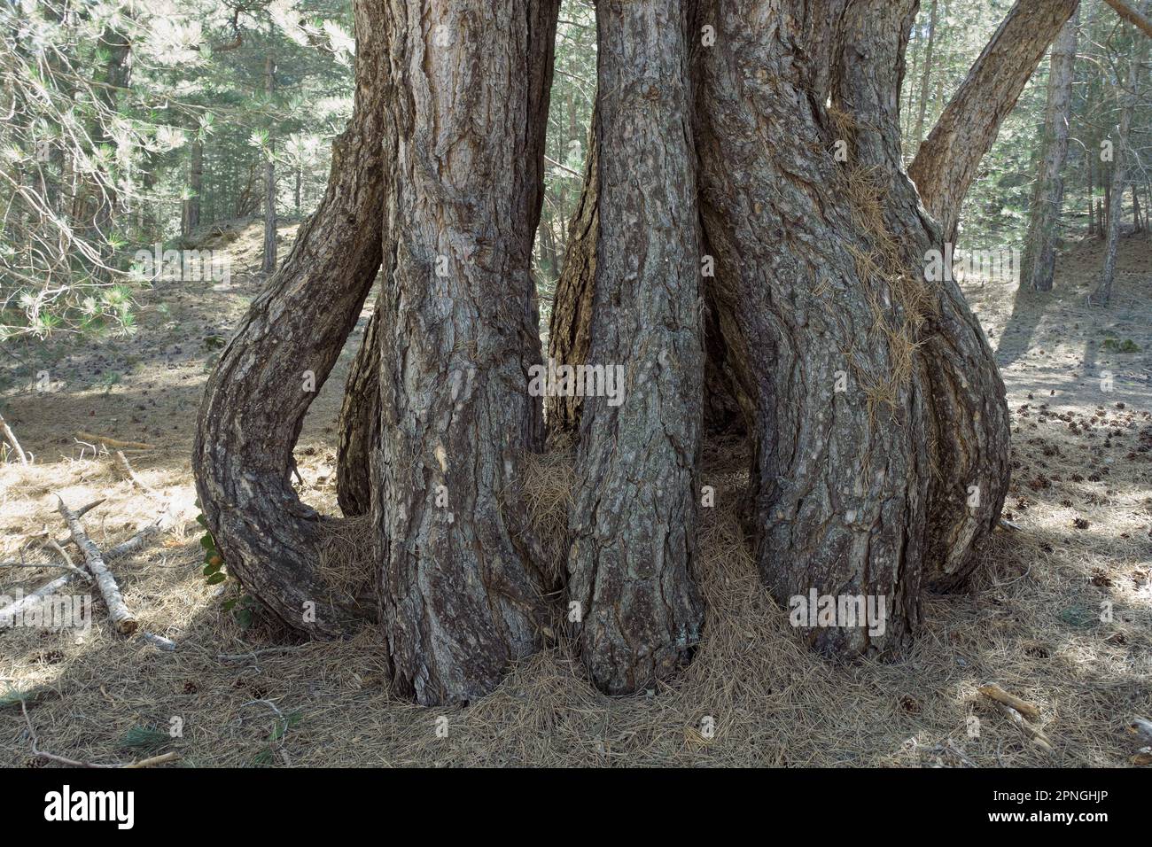 Gruppo di tronchi di pini ricurvi a forma di bulbo nel Parco Nazionale dell'Etna in Sicilia Foto Stock