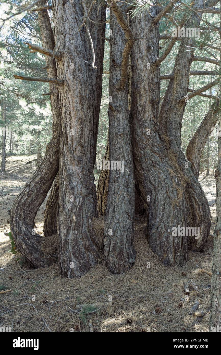 Gruppo di tronchi di pini ricurvi a forma di bulbo nel Parco Nazionale dell'Etna in Sicilia Foto Stock