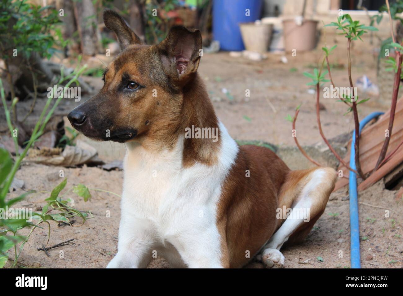 Carino marrone cane colore | marrone colore cucciolo Foto Stock