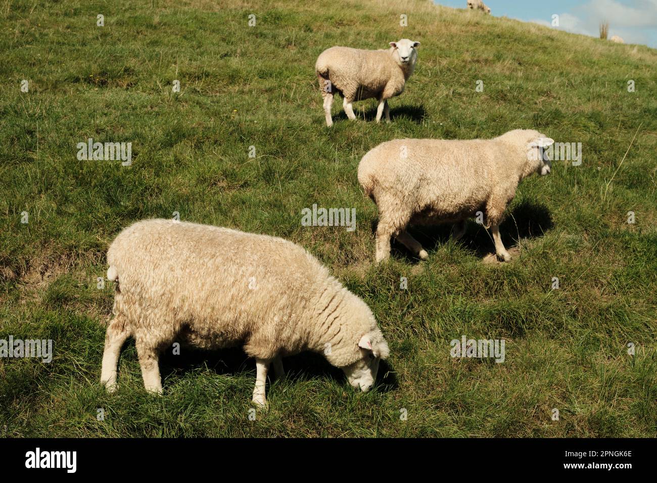 Pecore che pascolano in un paddock di fattoria Nuova Zelanda Foto Stock