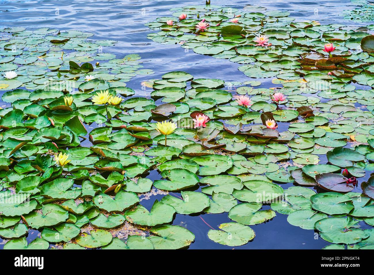 Piante acquatiche di Nymphaea con fiori di diversi colori e foglie verdi sul lago: Nymphaea Mexicana (giallo), Nymphaea Escarbocle (rosa) Foto Stock