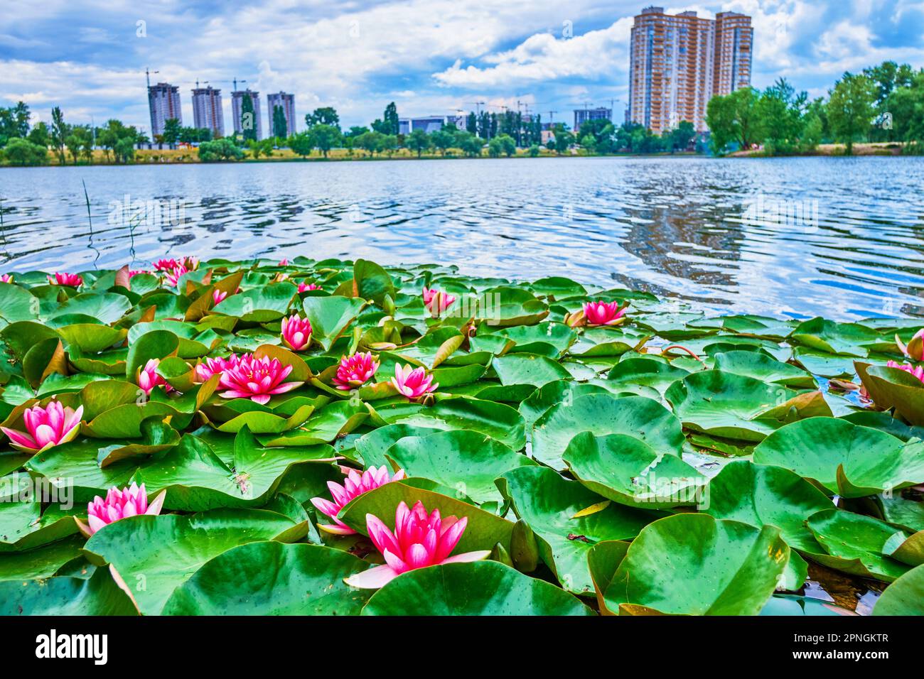 La superficie speculare del lago con Nymphaea Colorado, Nymphaea Black Princess e altre piante fiorite Foto Stock