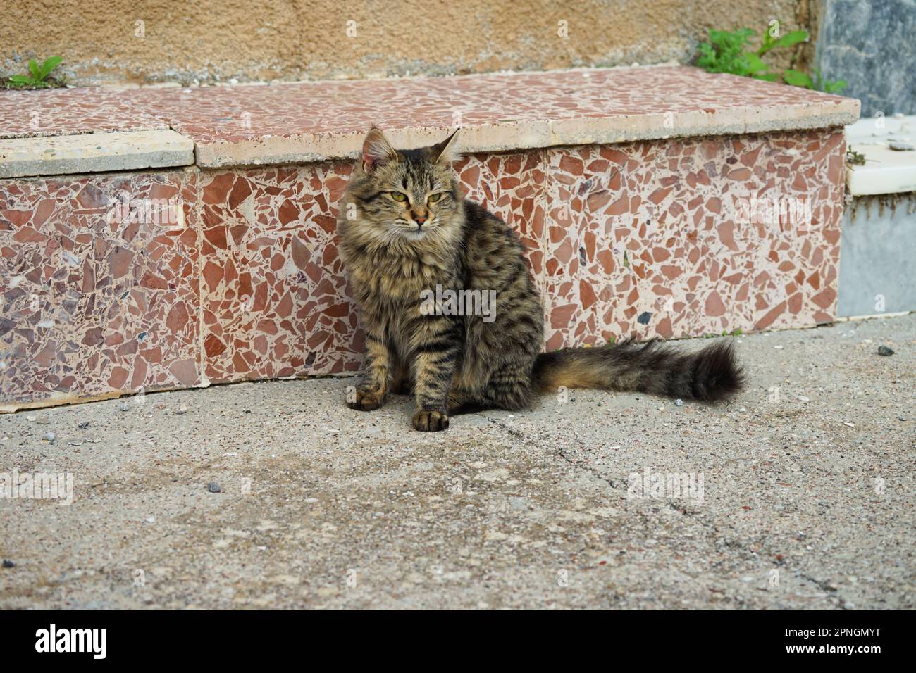 Gatti domestici in grecia su una strada e perso posto in un villaggio sull'isola di rodi rodi griechisch Katzen perso Foto Stock