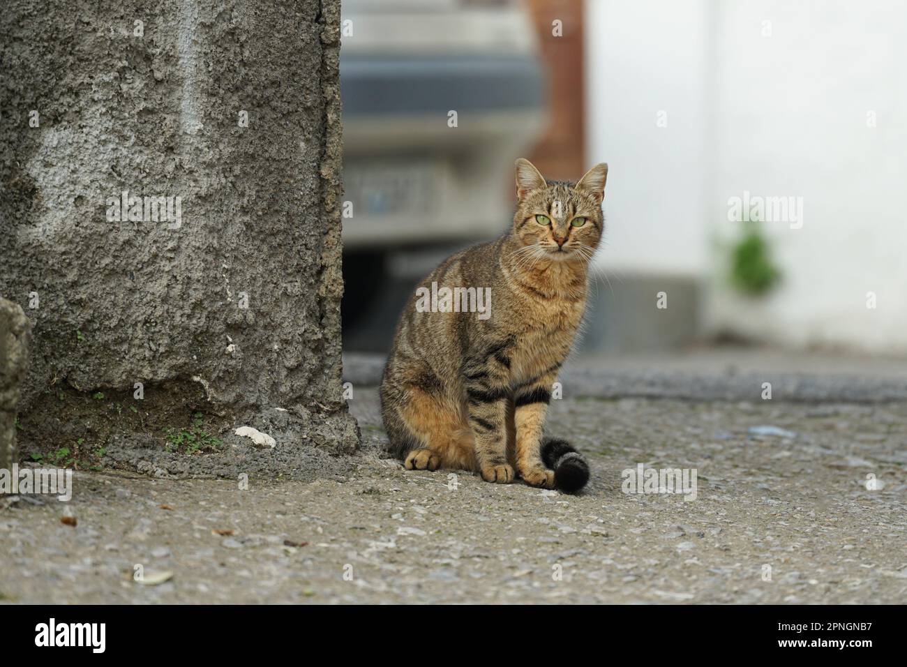Gatti domestici in grecia su una strada e perso posto in un villaggio sull'isola di rodi rodi griechisch Katzen perso Foto Stock