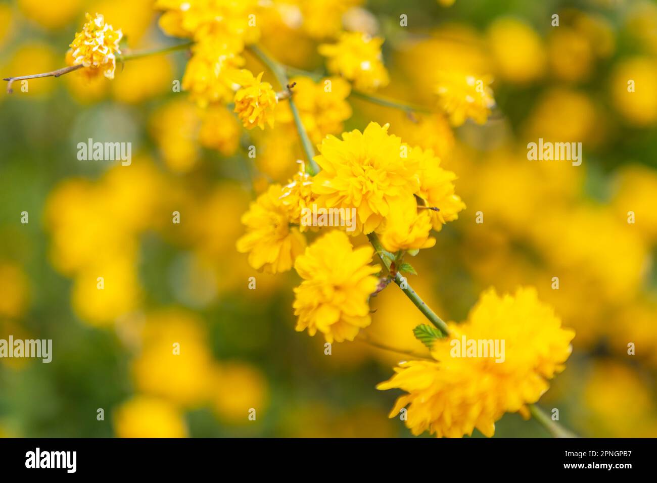 Fiori gialli su un cespuglio di fiori. Ranuncolo giapponese al sole. Dettaglio di fiori giapponesi con fiori aperti in un giardino selvaggio. Diversi volati Foto Stock