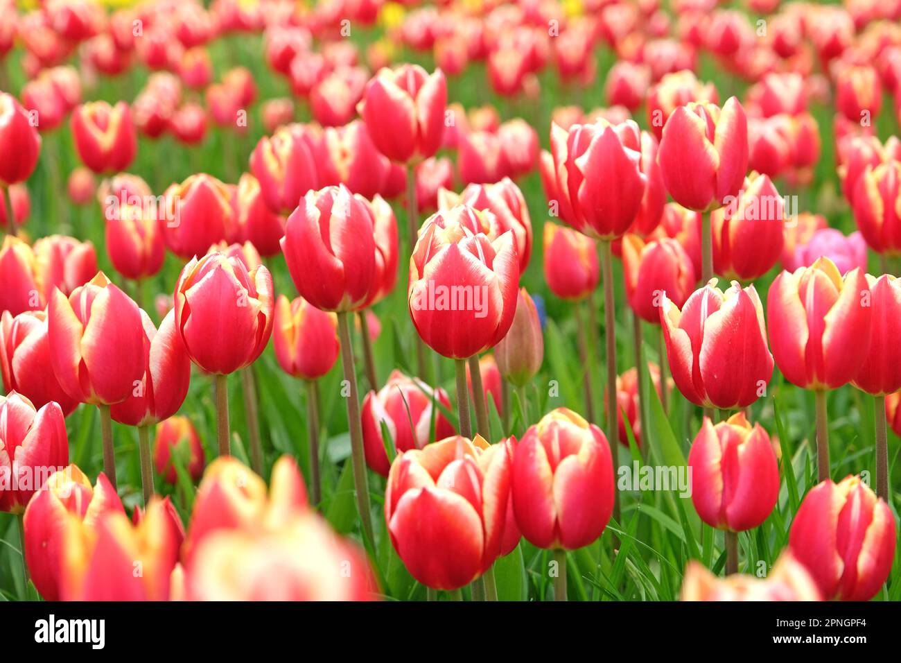 Trionfo Tulip 'Leen Van Der Mark' in fiore. Foto Stock