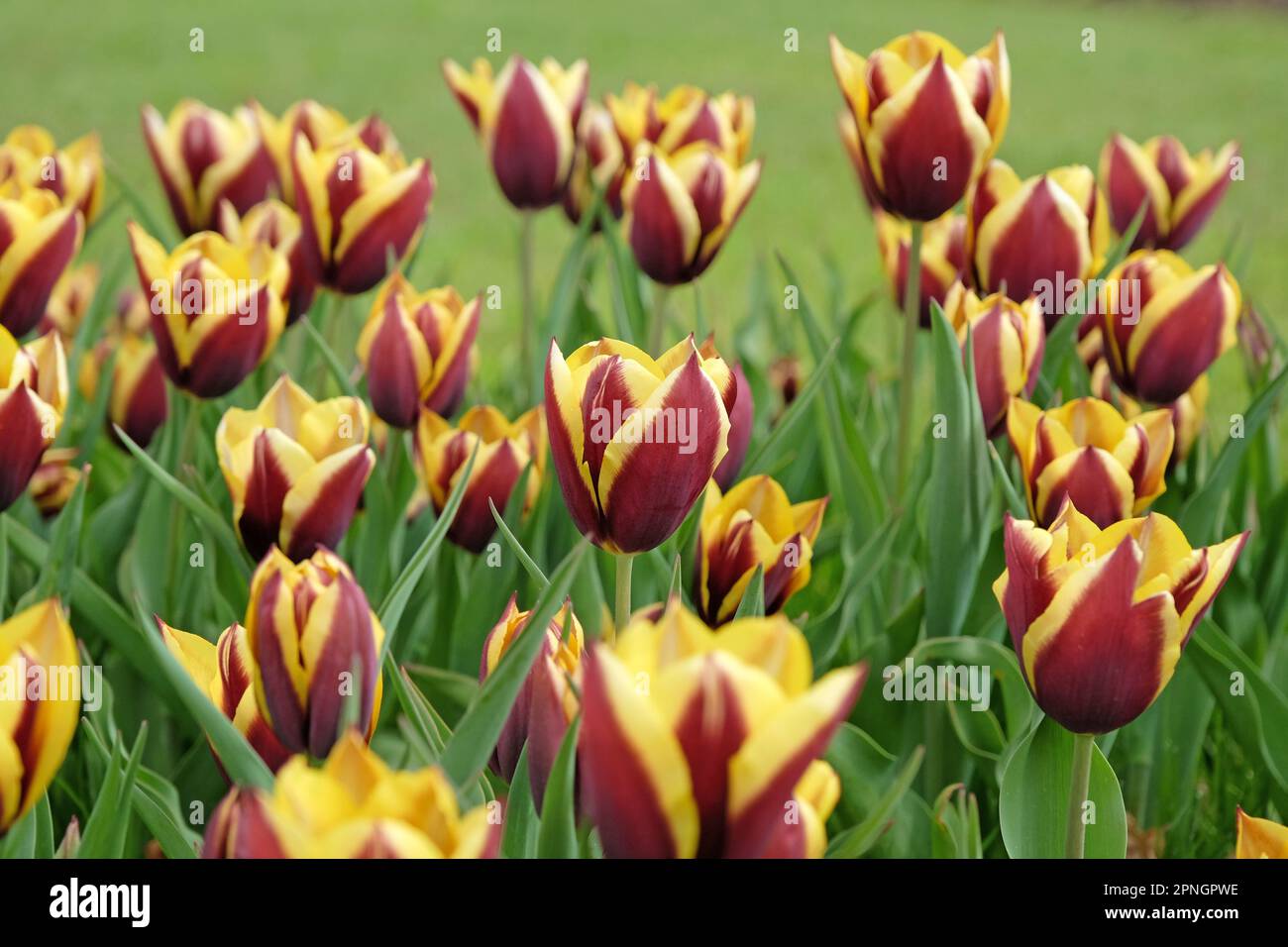 Trionfo Tulip 'Gavota' in fiore. Foto Stock