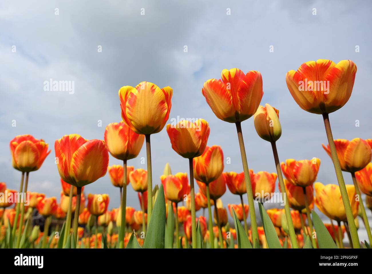 Darwin Tulip ibrido 'Banja Luka' in fiore. Foto Stock