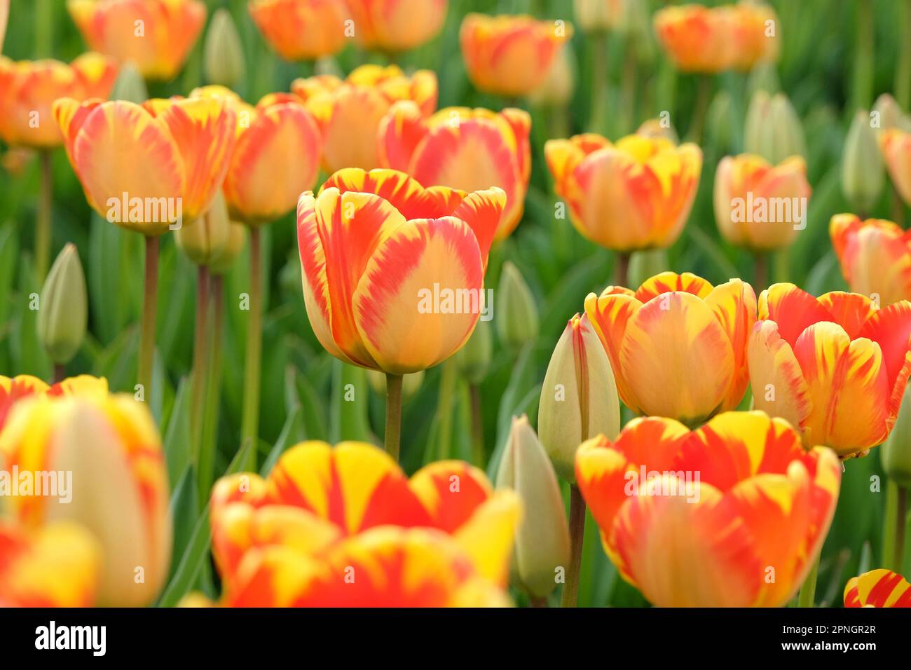 Darwin Tulip ibrido 'Banja Luka' in fiore. Foto Stock