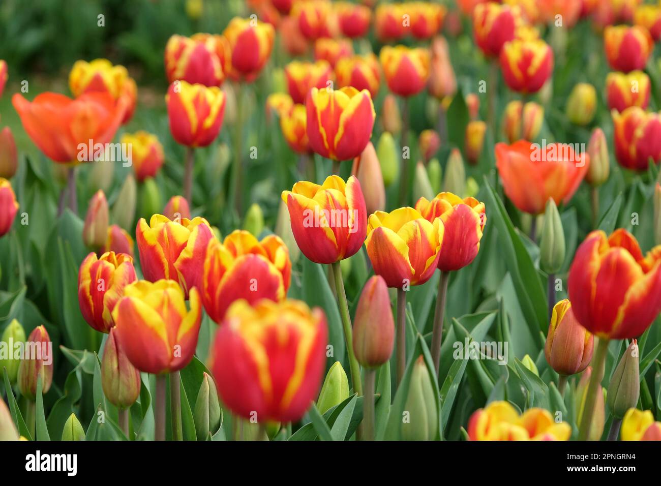 Trionfo Tulip 'Denmark' in fiore. Foto Stock