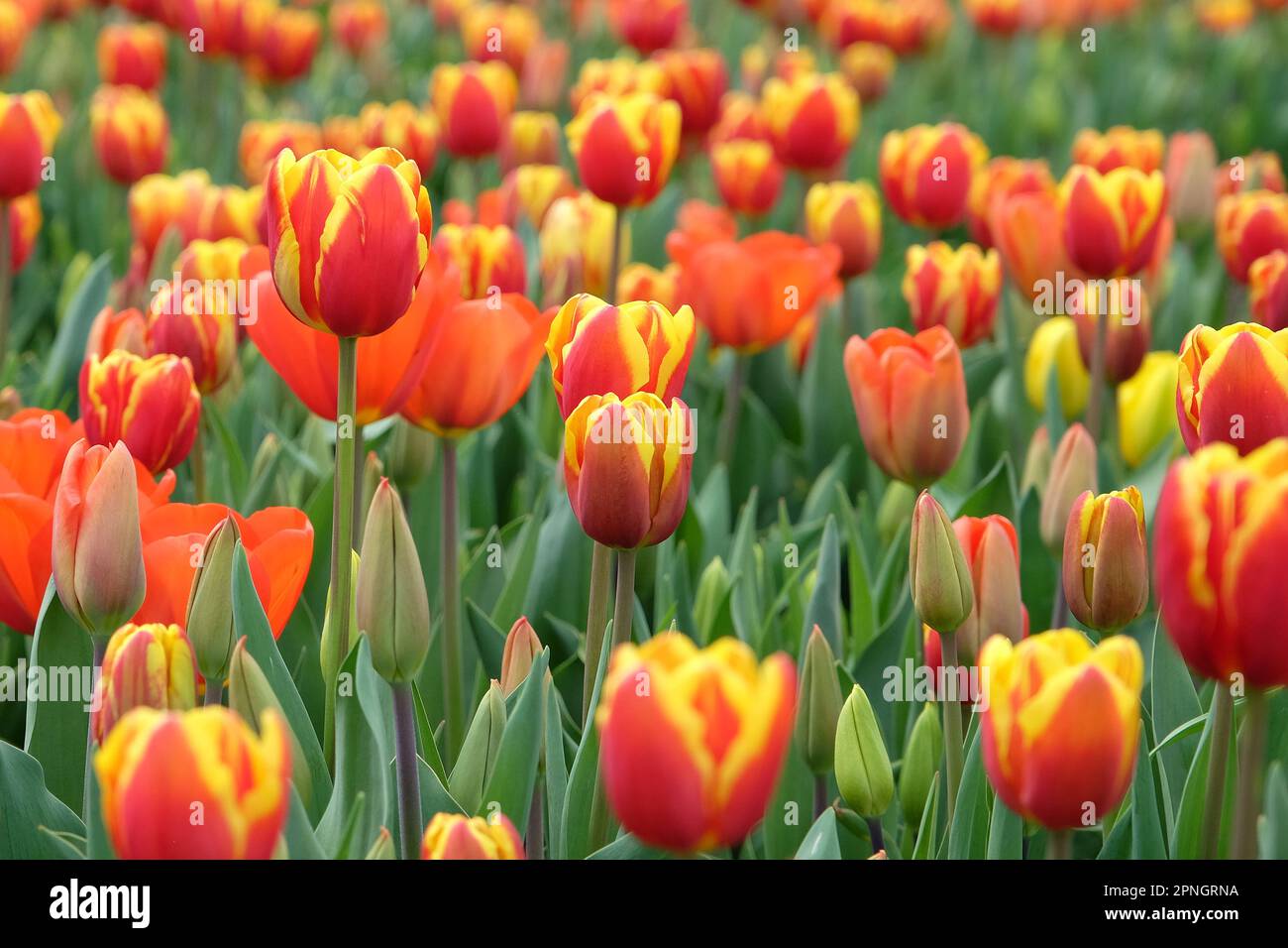 Trionfo Tulip 'Denmark' in fiore. Foto Stock