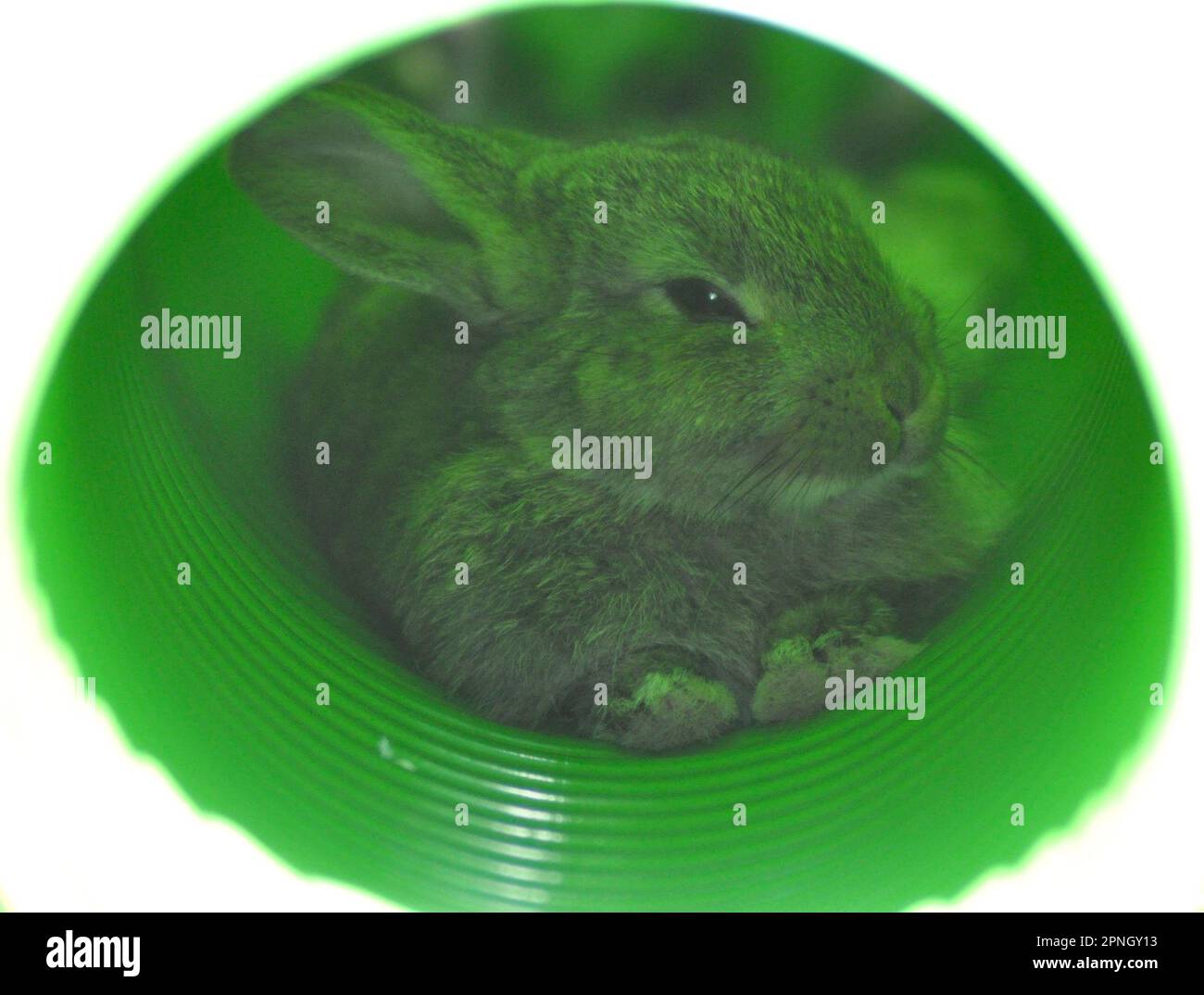 Un coniglio marrone di animale domestico che riposa all'interno di un tunnel verde Foto Stock