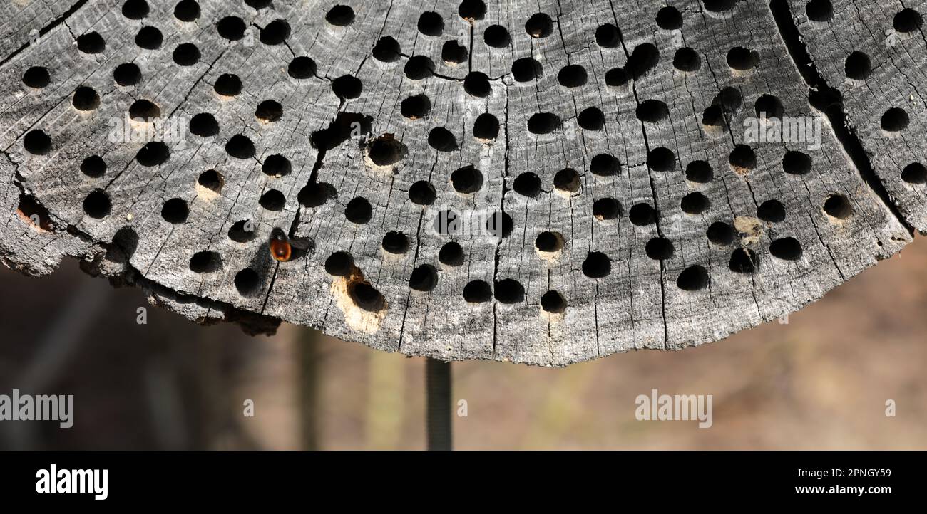 Insetto hotel Bee hotel con piccole tube di bambù Foto Stock