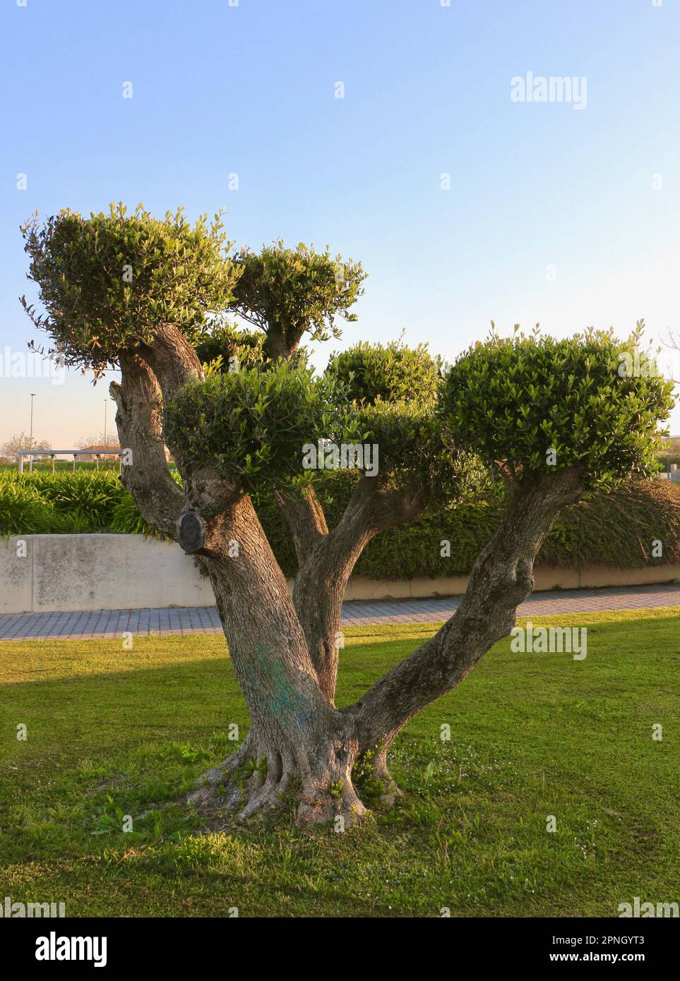 Olivo europeo Olea europaea con rami sagomati in un parco a Santander Cantabria Spagna Foto Stock