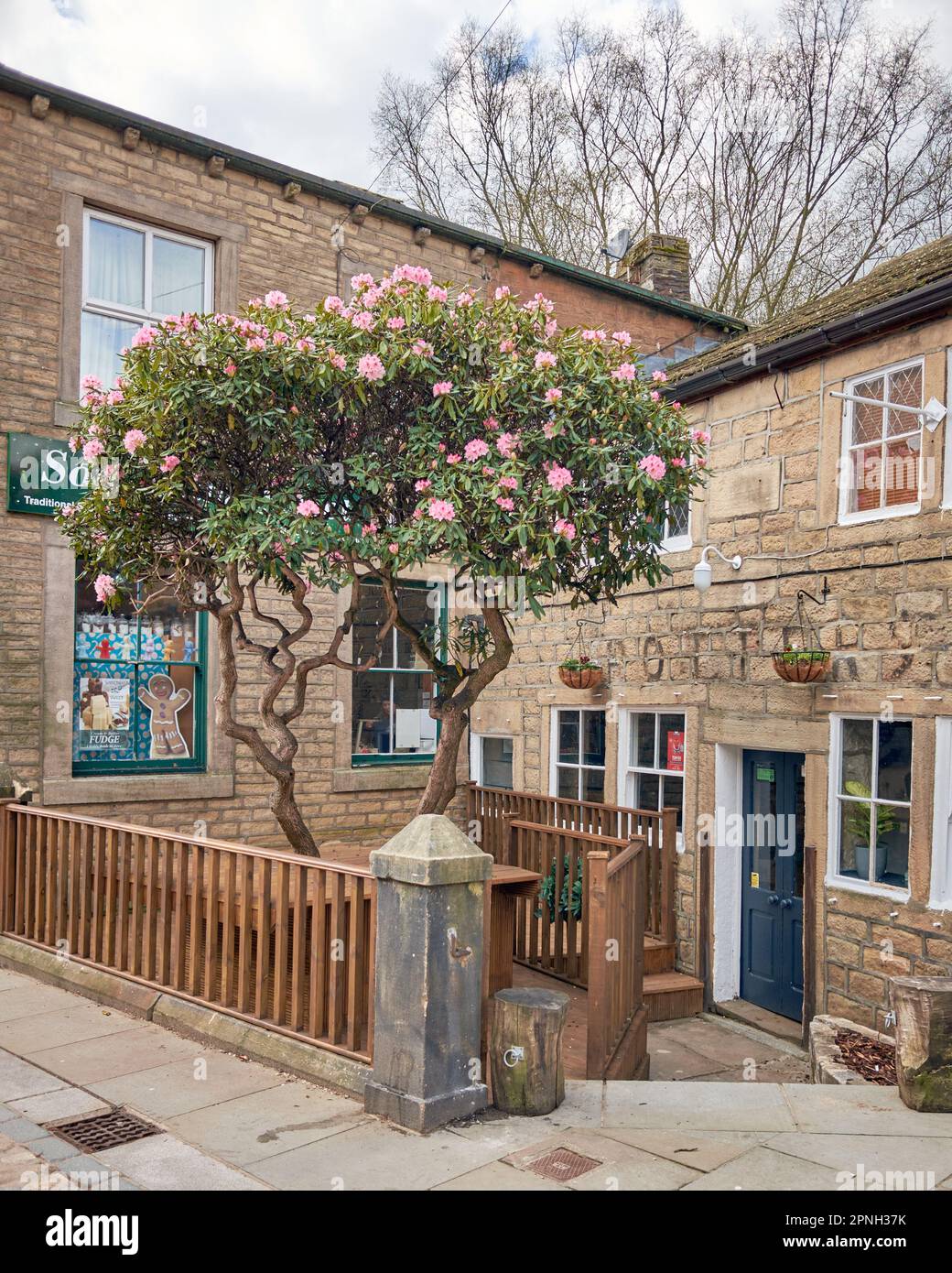 Rhododendron albero fuori qualcosa dolce negozio su Bridge Gate, una strada per lo shopping nella città dello Yorkshire occidentale di Hebden Bridge Foto Stock