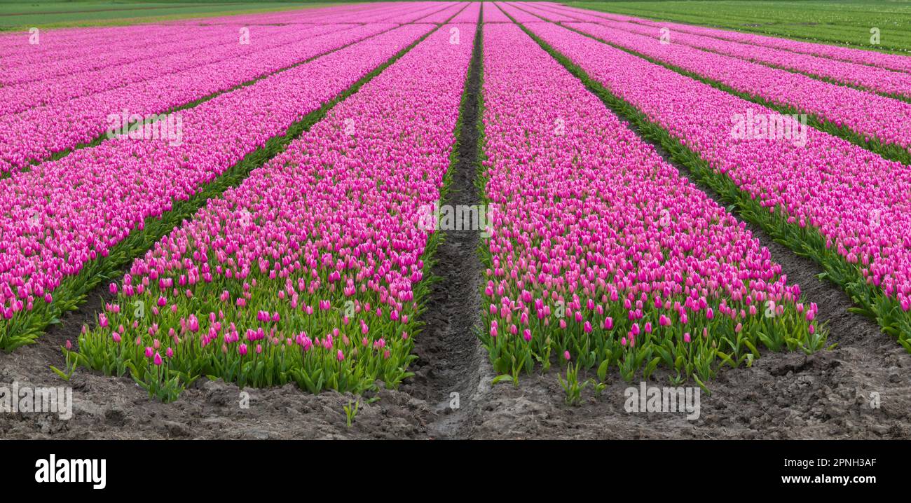 File di tulipani rosa in campo a Olanda, Paesi Bassi nel mese di aprile Foto Stock