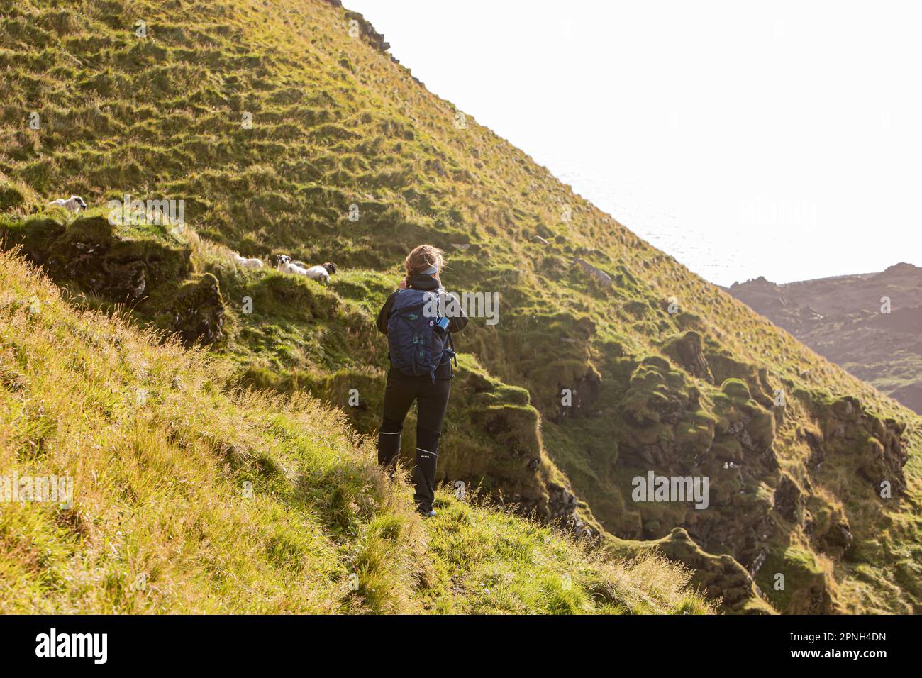 Vestmannaeyjar, Islanda- Agosto 2021: Una ragazza turistica che fa trekking sul monte Heimaklettur a Heimaey Foto Stock