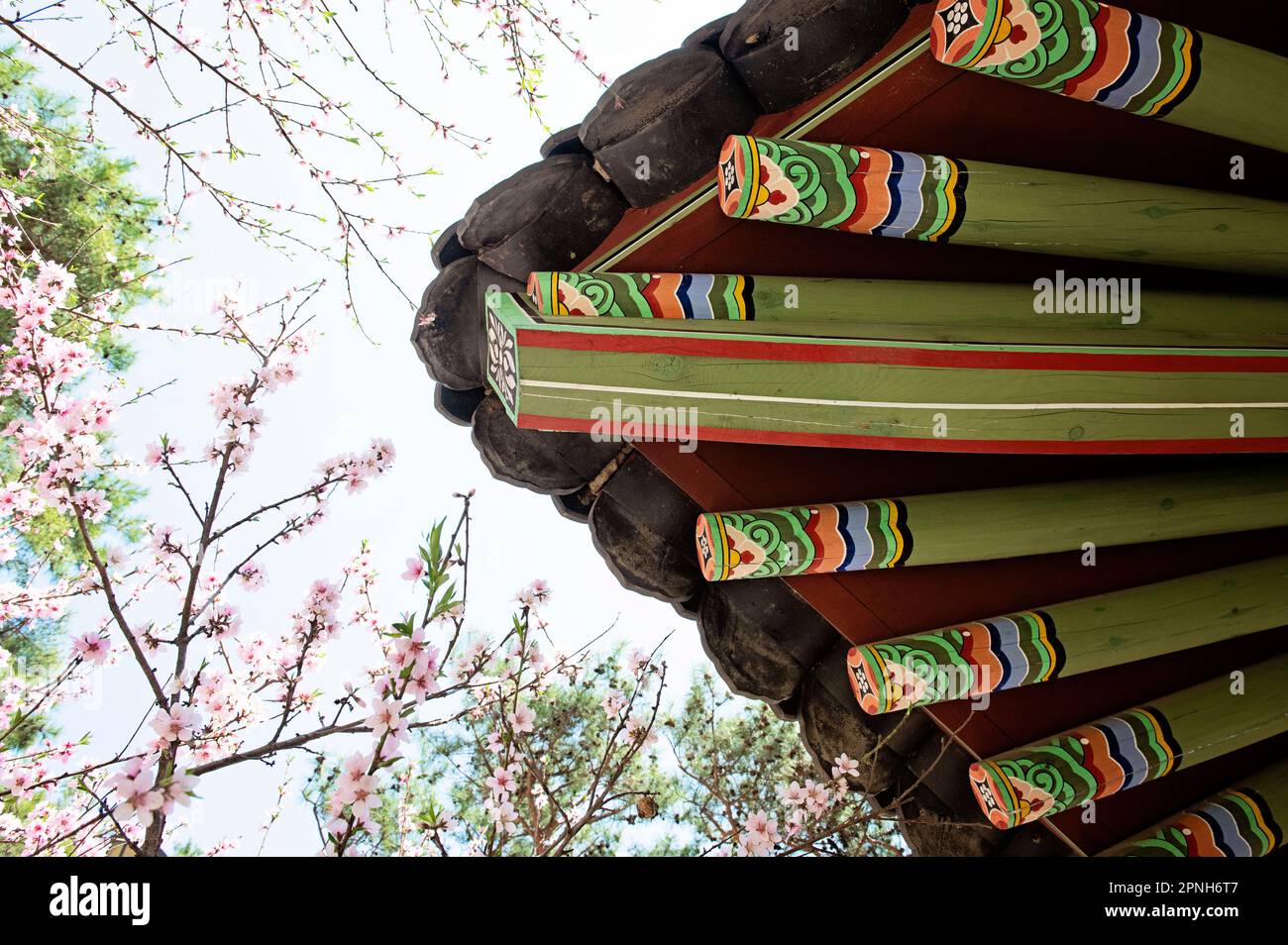 Si affaccia sotto il soffitto del padiglione coreano con motivi tradizionali e fiori primaverili Foto Stock