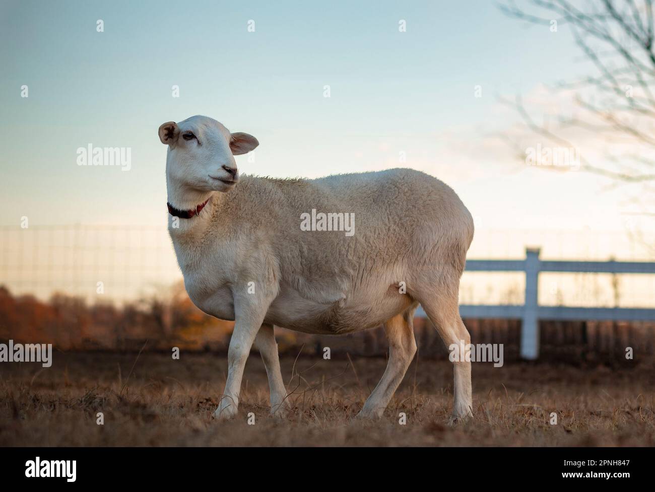 La pecora di Katahdin che guarda sopra la sua spalla al tramonto Foto Stock