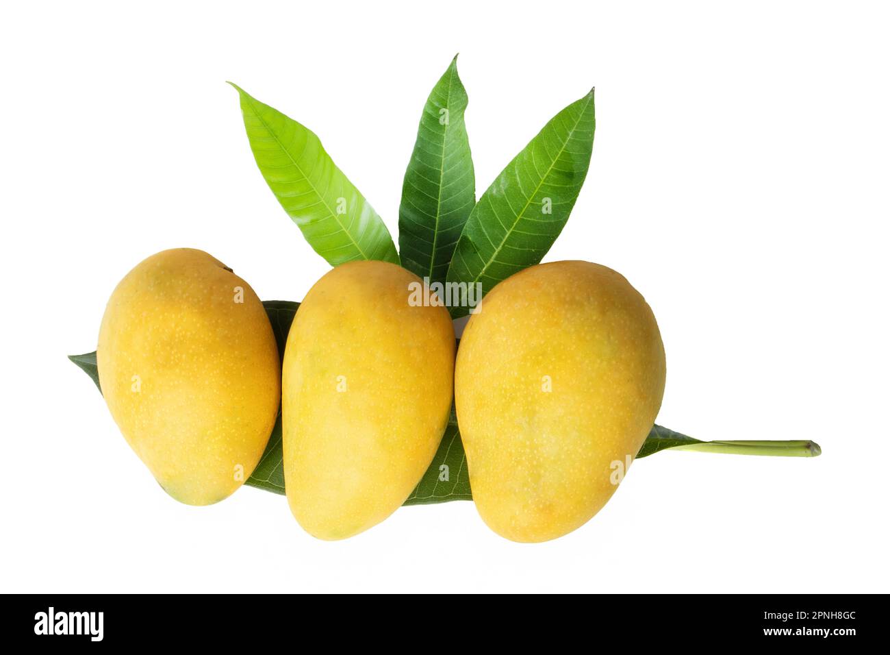 Fresco giallo Mango maturato con foglia isolato su bianco Foto Stock