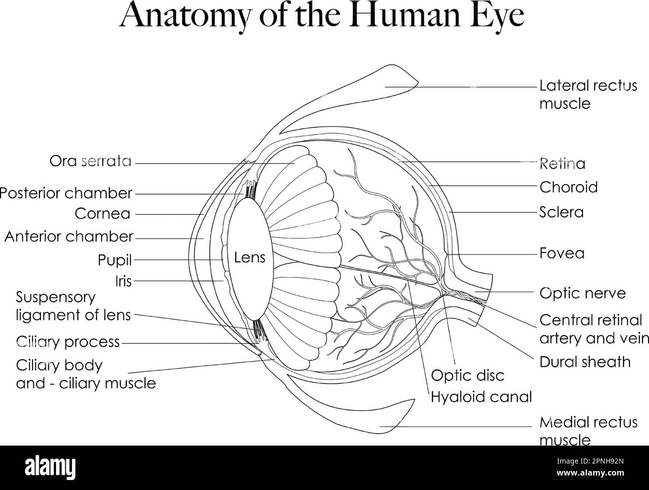 La grafica in bianco e nero può essere utilizzata come pagina da colorare. Presenta l'anatomia dell'occhio umano, consentendovi di esplorare la sua complessa struttura. Illustrazione Vettoriale