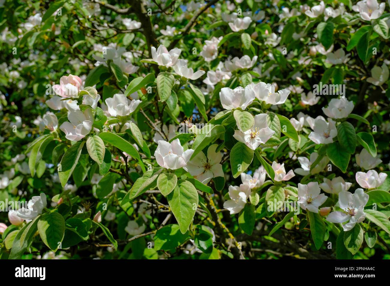 fiori bianchi di mela primo piano tra foglie verdi e fiori. sfondo naturale. Giardino. Natura primaverile Foto Stock