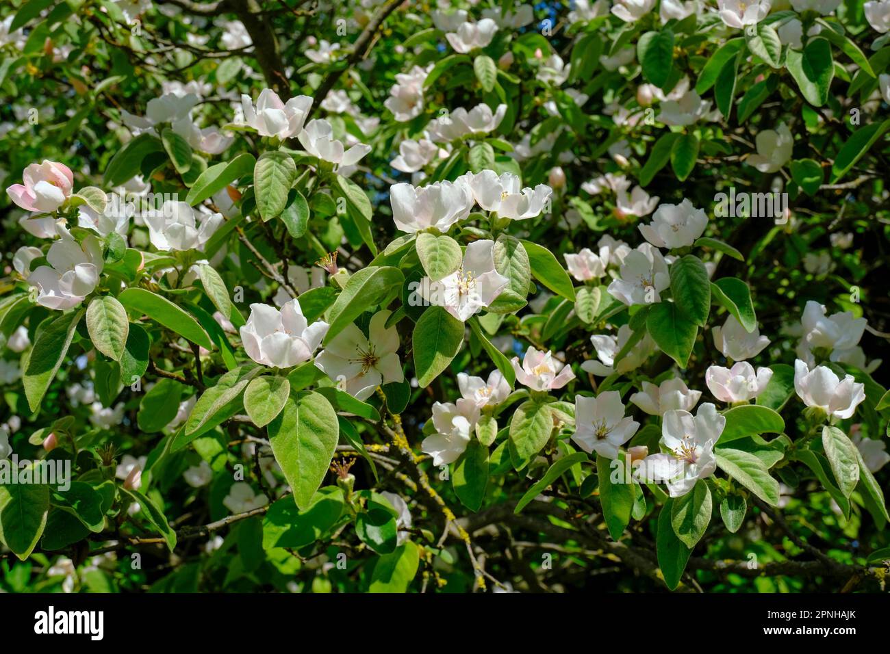 primo piano con fiori di mela bianca tra foglie e fiori verdi. sfondo naturale. Giardino Foto Stock