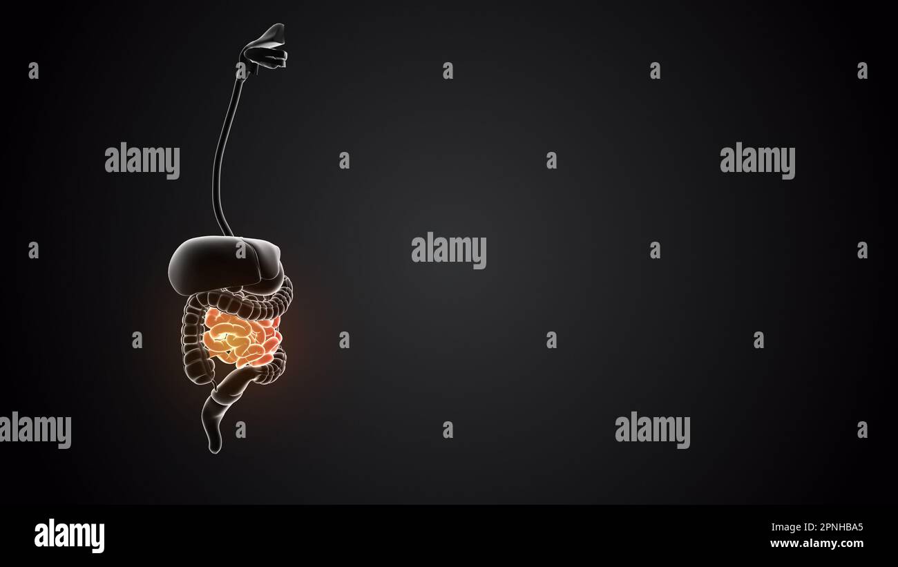 Intestino tenue con organi interni Foto Stock