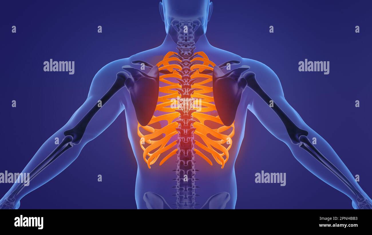 Anatomia della gabbia toracica dello scheletro umano Foto Stock