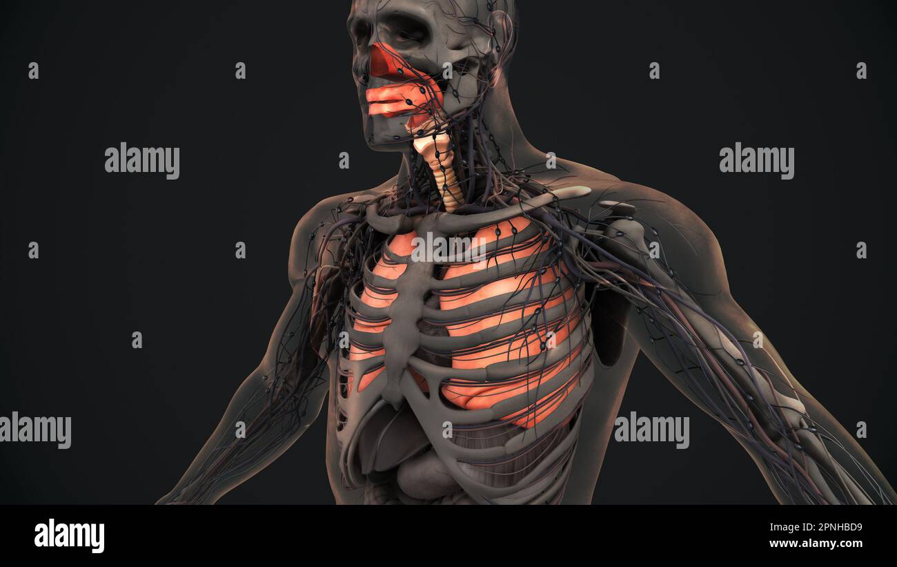 Anatomia polmonare del sistema respiratorio umano Foto Stock