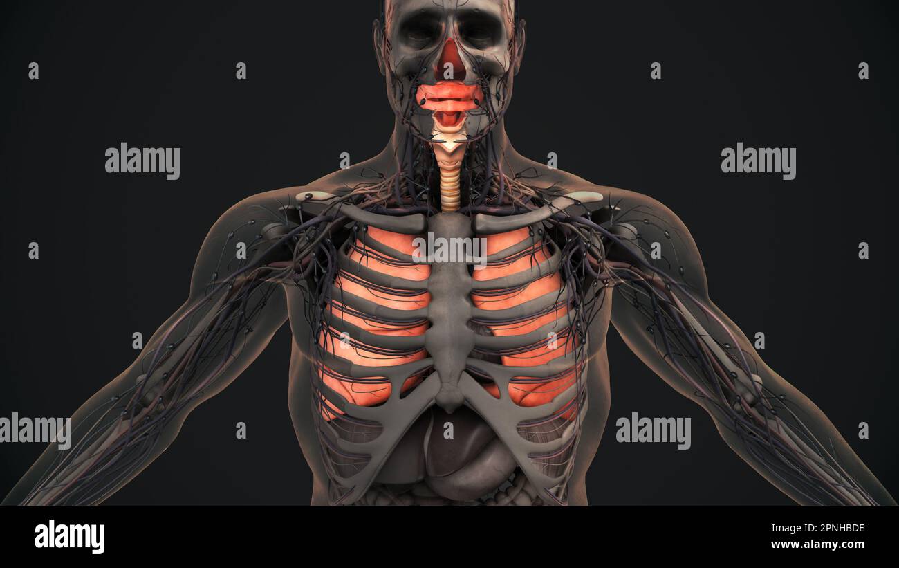 Anatomia polmonare del sistema respiratorio umano Foto Stock