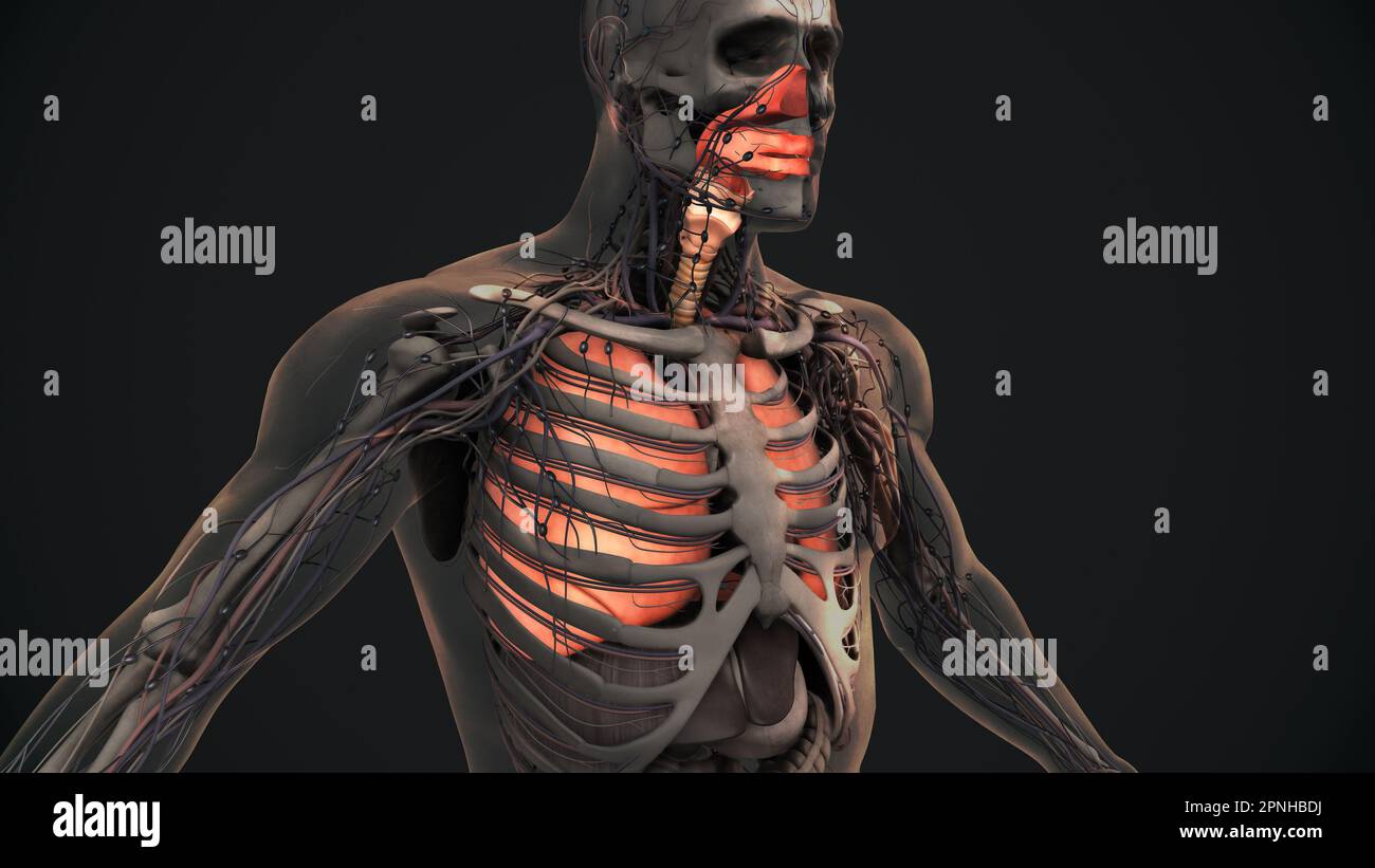 Anatomia polmonare del sistema respiratorio umano Foto Stock