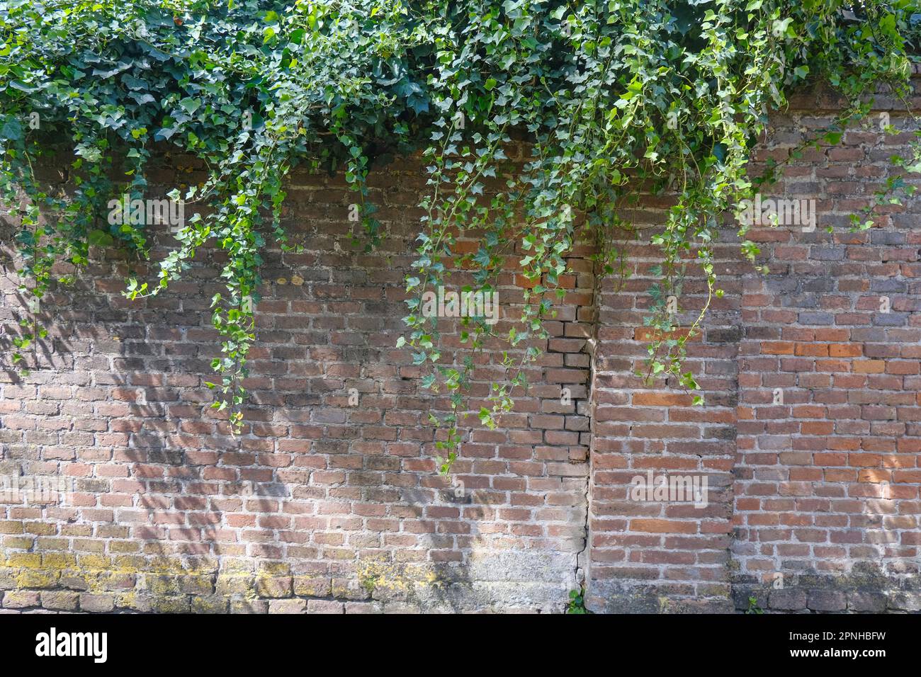 antico muro di mattoni con foglie di edera verde. Ombre e foglie di edera sul muro di mattoni. sfondo naturale all'aperto Foto Stock