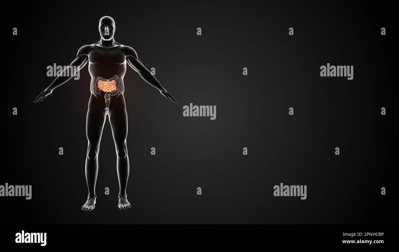 Intestino tenue con organi interni Foto Stock