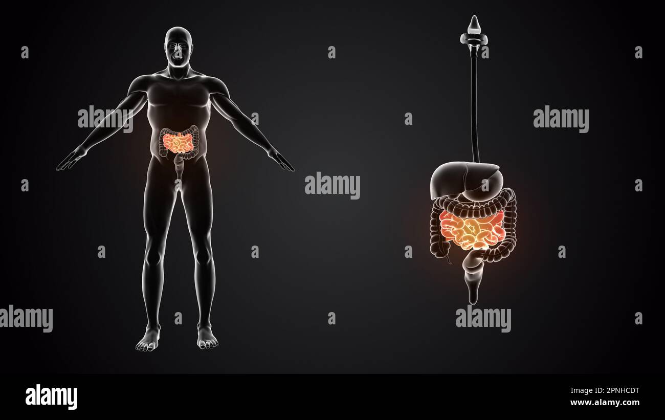 Intestino tenue con organi interni Foto Stock