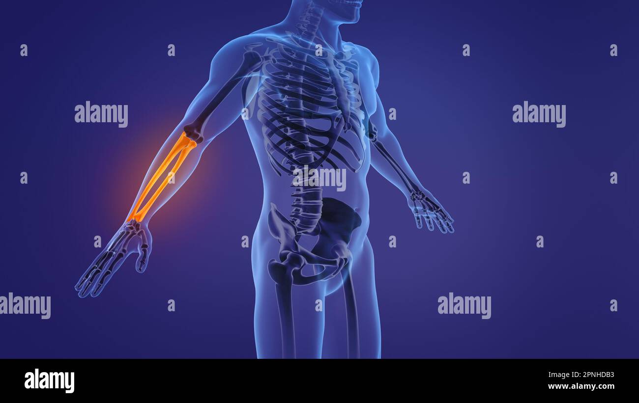 Anatomia dell'avambraccio umano Foto Stock