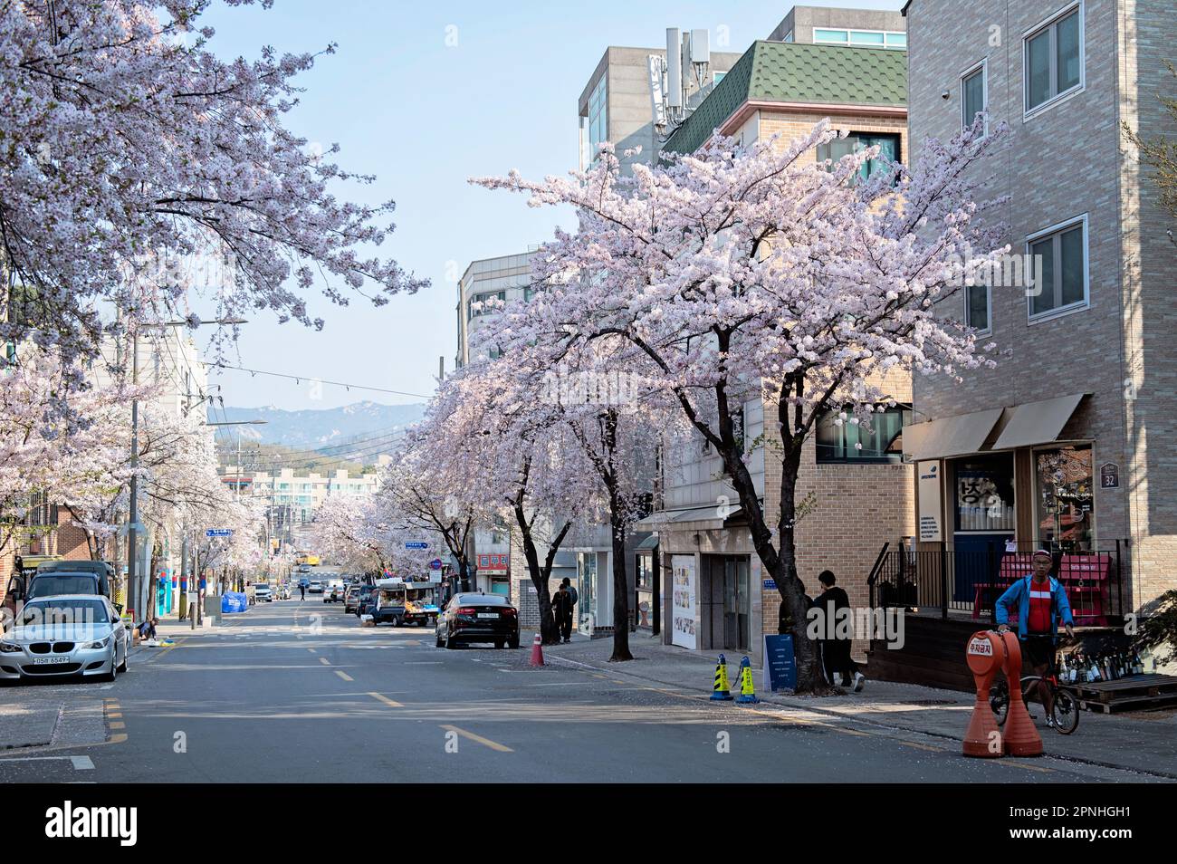 Via con fiori di ciliegia nel quartiere di Seochon, Seoul, Corea del Sud Foto Stock