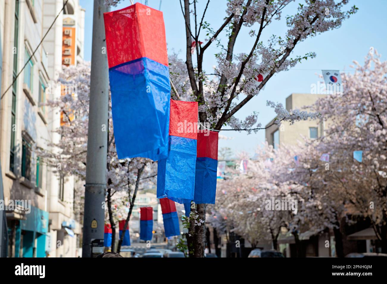 Bandiere sopra la strada a Seoul con fiori di ciliegio Foto Stock