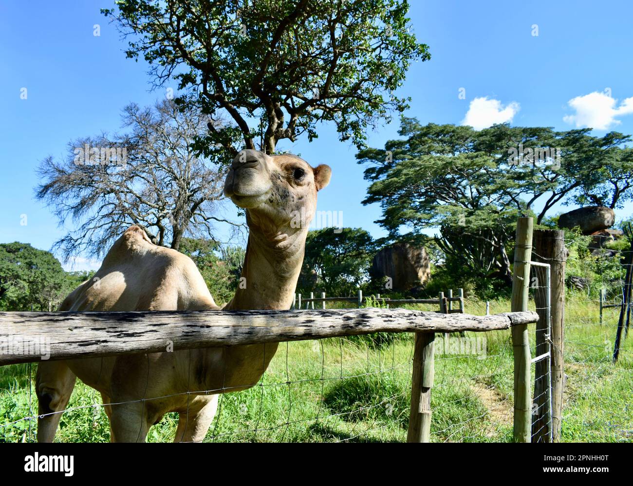 Wecloming singolo cammello gobba allo zoo di Harare, Zimbabwe Foto Stock