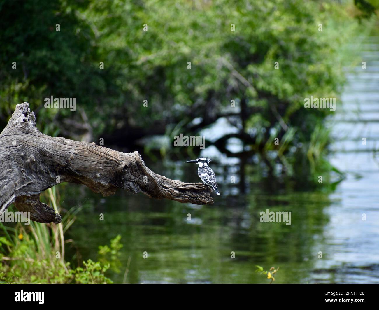 Martin pescatore africano bianco e nero (Ceryle rudis) uccello su un brunch albero spesso sopra il fiume Chobe Foto Stock