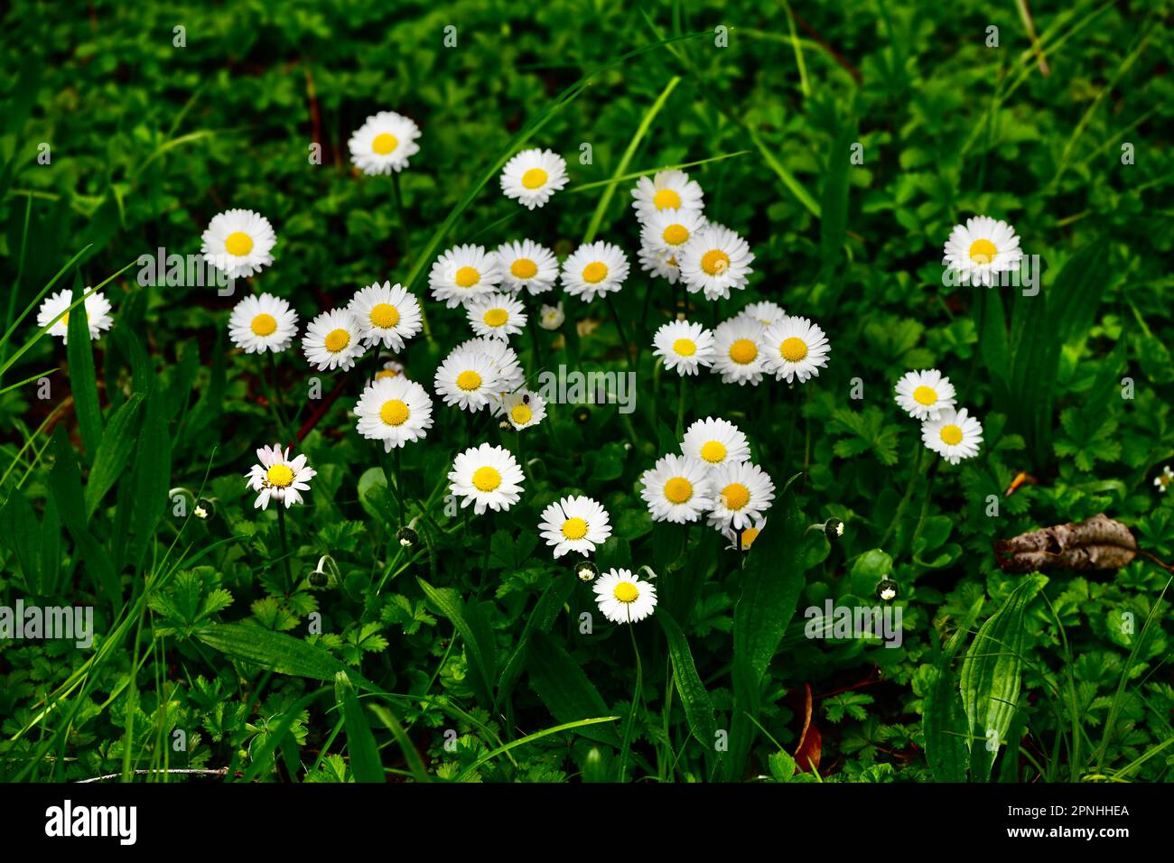 Gänseblümchen in der Frühlingswiese Foto Stock