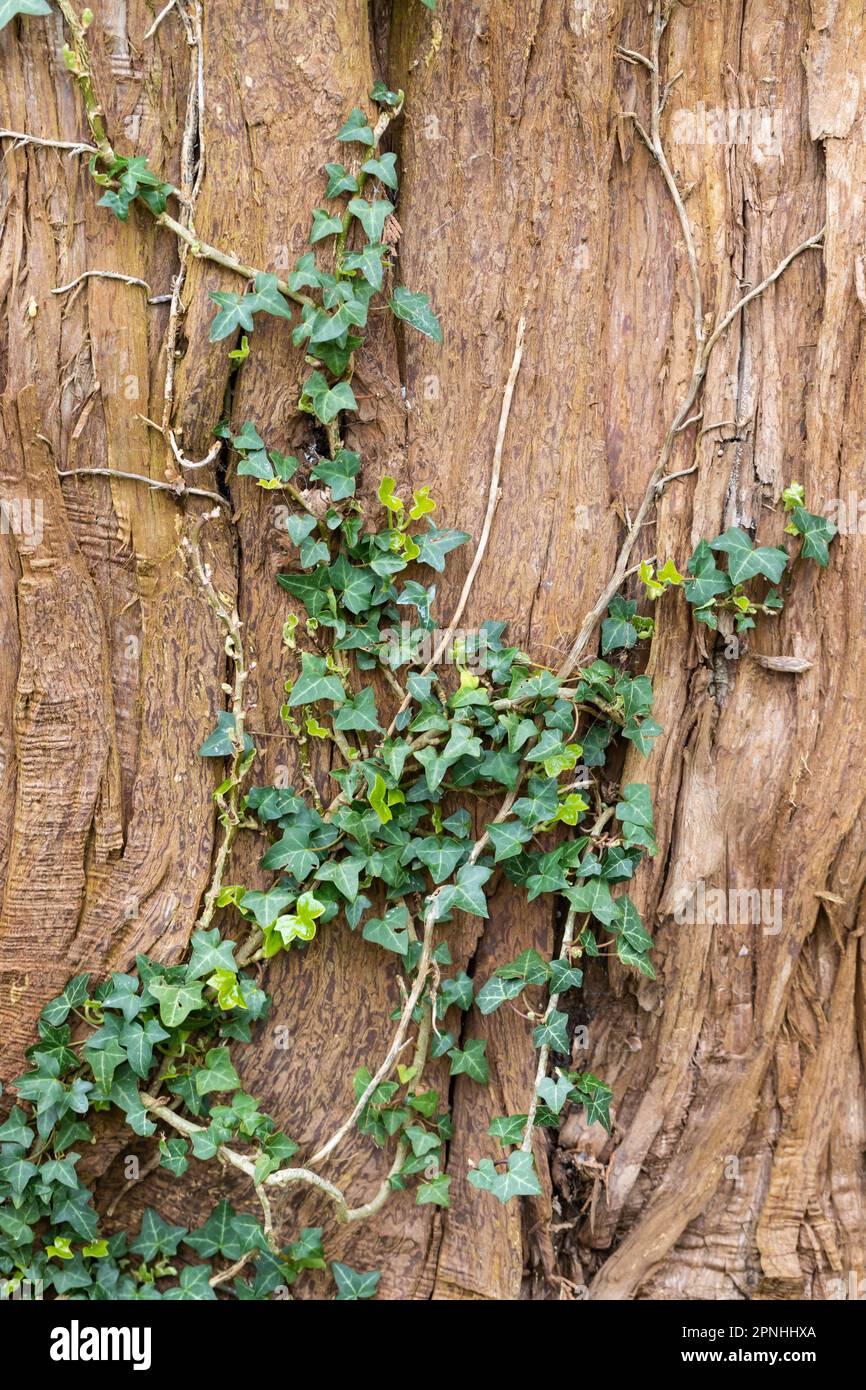 Ivy crescere su un primo piano del tronco dell'albero in primavera. Dorset, Inghilterra, Regno Unito Foto Stock