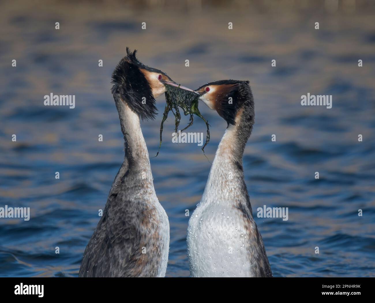 Grande grebe crested, Podiceps cristatus, accoppiamento di coppia, Lancashire, Regno Unito Foto Stock