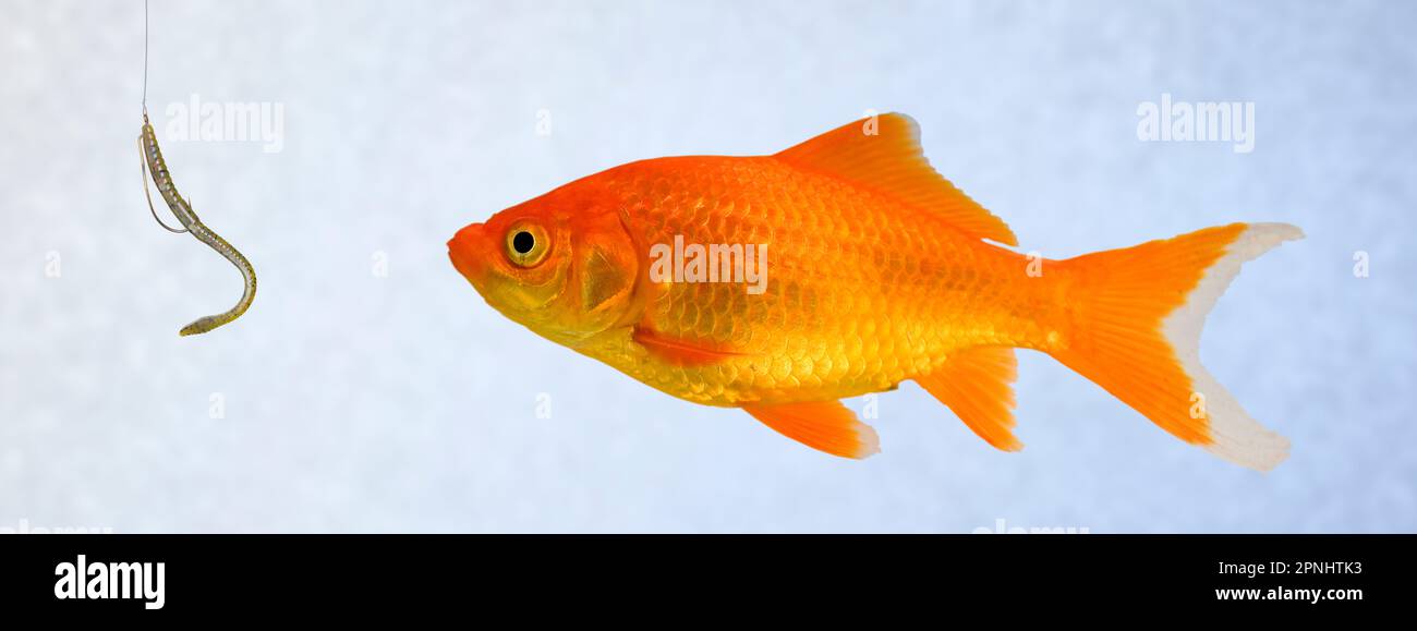 L'esca di Phising penzolava davanti a un pesce d'oro innocente Foto Stock