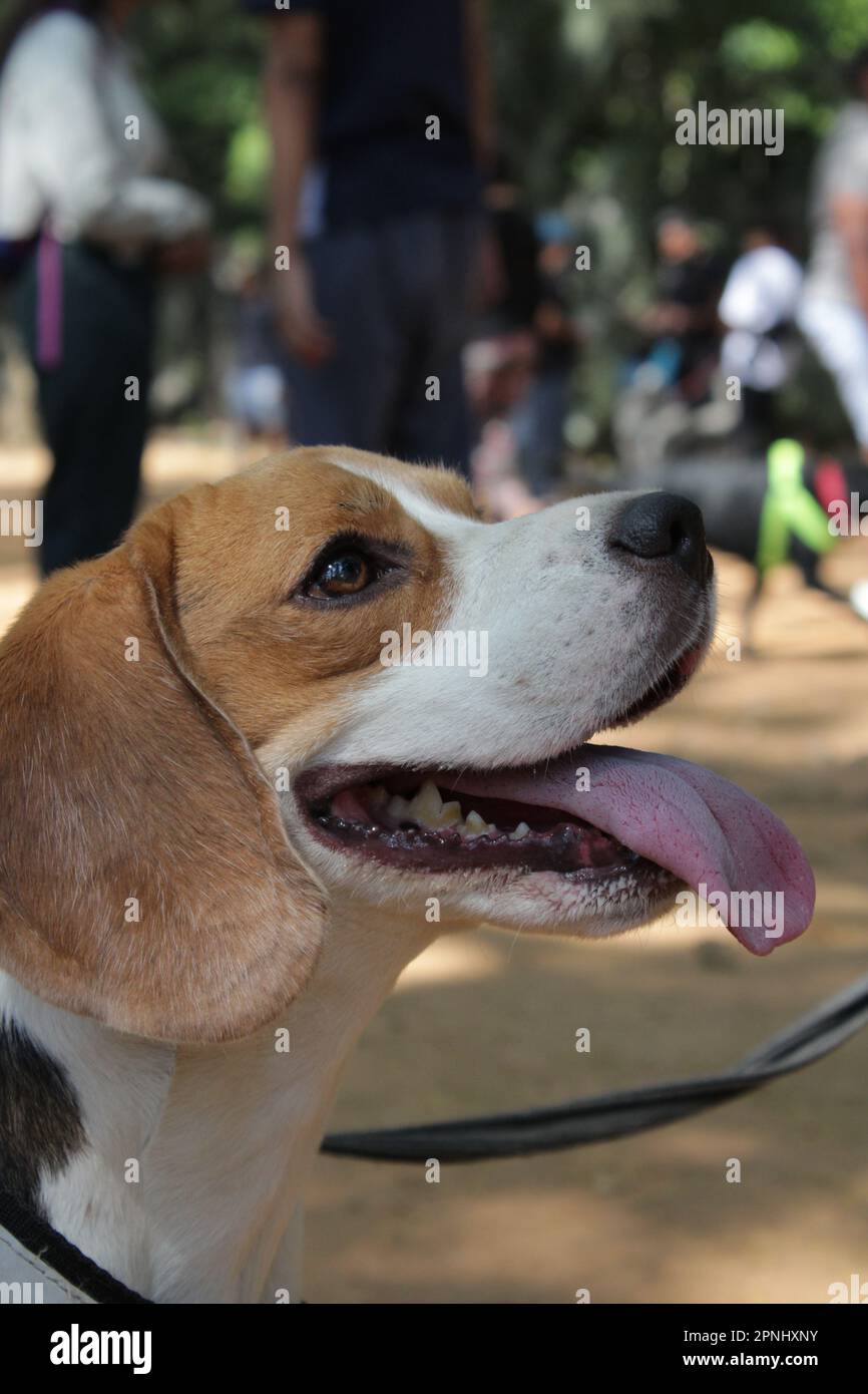 Cane Beagle nel parco all'aperto senza proprietario giocare, posare, correre Foto Stock